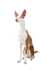 Ibizan Hound shorthaired(Ibizan Warren Hound) (Podenco Ibicenco Pelo Corto)