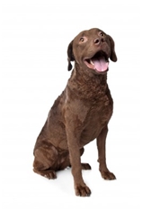 Chesapeake Bay Retriever (Chessie)