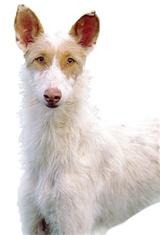 Ibizan Hound Wirehaired(Ibizan Warren Hound) (Podenco Ibicenco Pelo Alambre)