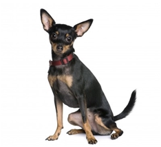 Miniature Pinscher (Zwergpinscher) (Reh Pinscher)