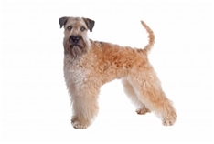 Irish Soft Coated Wheaten Terrier