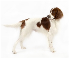 Irish red and white setter