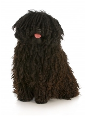 Puli (Hungarian Water Dog)