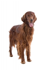 Irish Setter