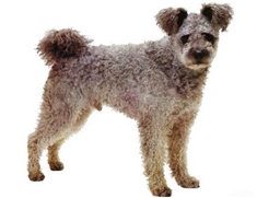 Pumi (Hungarian Pumi)