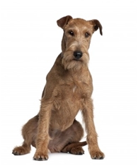 Irish Terrier (Irish Red Terrier)