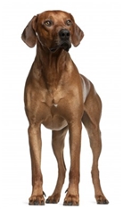 Rhodesian Ridgeback (African Lion Hound)