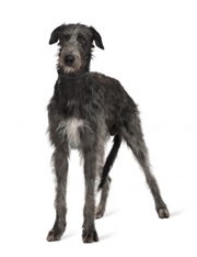 Irish Wolfhound