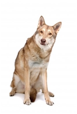 Saarloos Wolfdog/Wolfhound (Saarlooswolfhond)