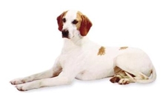 Istrian Short-Haired Hound