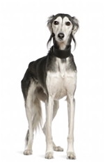 Saluki (Persian Greyhound) (Persian Sighthound) (Gazelle Hound)