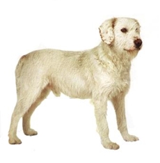 Istrian Wire-Haried Hound