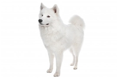 Samoyed (Samyedskaja)