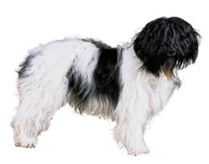 Schapendoes (Dutch Sheepdog)