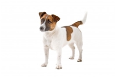 Jack Russell Terrier - Smooth