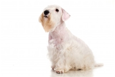 Sealyham Terrier