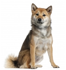 Shiba Inu (Shiba) (Brushwood Dog)