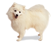 Japanese Spitz