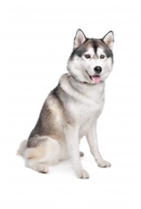 Siberian Husky (Arctic Husky)