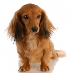 Rabbit Daschund Longhaired (Kaninchen)