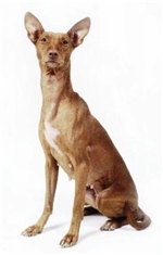 Sicilian Greyhound (Cirneco dell'Etna)