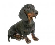Rabbit Daschund Smooth (Kaninchen)