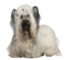 Skye Terrier