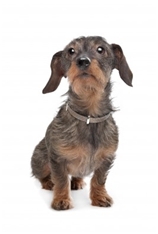 Rabbit Daschund Wirehaired (Kaninchen)
