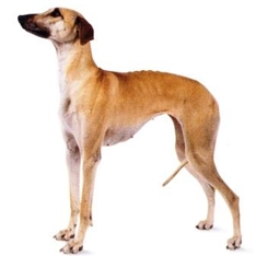 Sloughi (Arabian Greyhound)