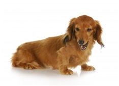 Miniature Dachshund Longhaired (Zwergteckel)