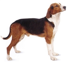 Serbian Tricolour Hound (Yugoslavian Tricoloured Hound)