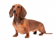 Miniature Dachshund Smooth (Zwergteckel)