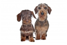 Miniature Dachshund Wirehaired (Zwergteckel)