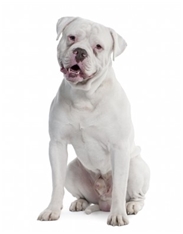 Old English Bulldogge (Old English Bulldog, Olde Bulldogge, Leavitt Bulldog)