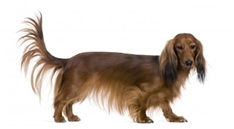 Dachshund - Longhaired