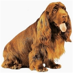 Sussex Spaniel
