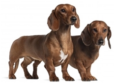 Dachshund - Smooth