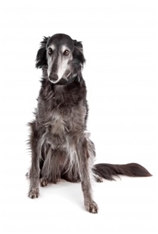 Silken windhound