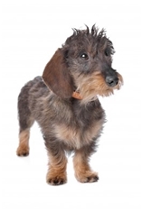 Dachshund - Wirehaired