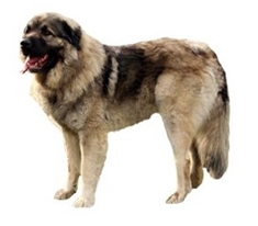 Sharplanina (Illyrian Sheepdog) (Yugoslavian Shepherd Dog)