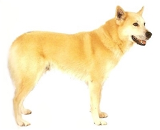 Canaan dog (Kelef K'naani)