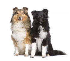 Shetland Sheepdog (Sheltie)