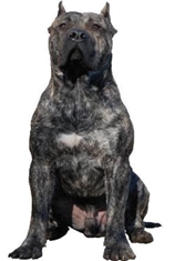 Canary Dog (Canary Mastiff) (Perro de Presa Canario) (Dogo Canario)