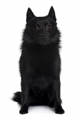 Schipperke