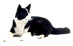 Karelian Bear Dog