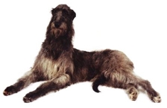 Deerhound (Scottish Deerhound)