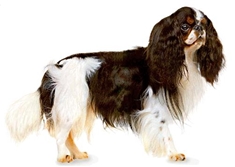 English Toy Spaniel (King Charles Spaniel)