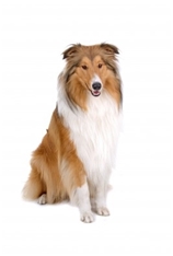 Rough Collie (Rough-haired Collie)