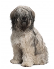 Catalan Sheepdog (Gos d'Atura Catalá)