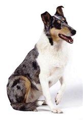 Smooth Collie (Smooth-haired Collie)